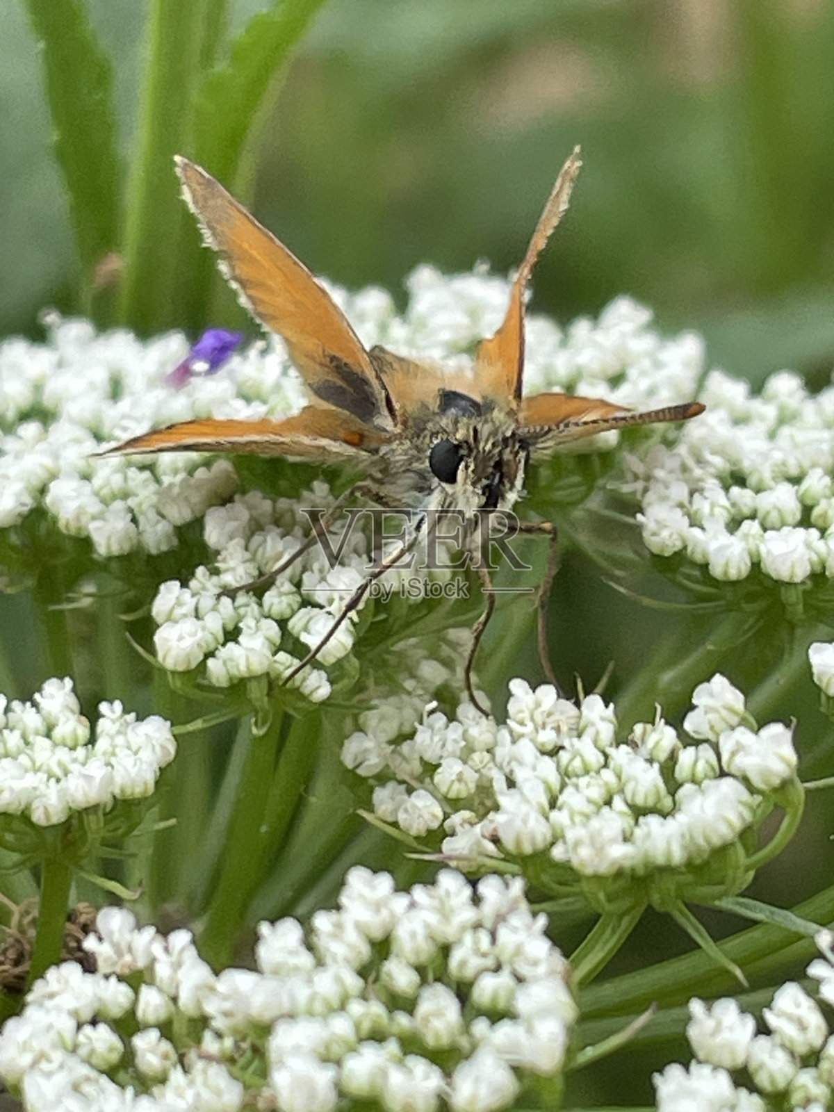 花中的蝴蝶照片摄影图片