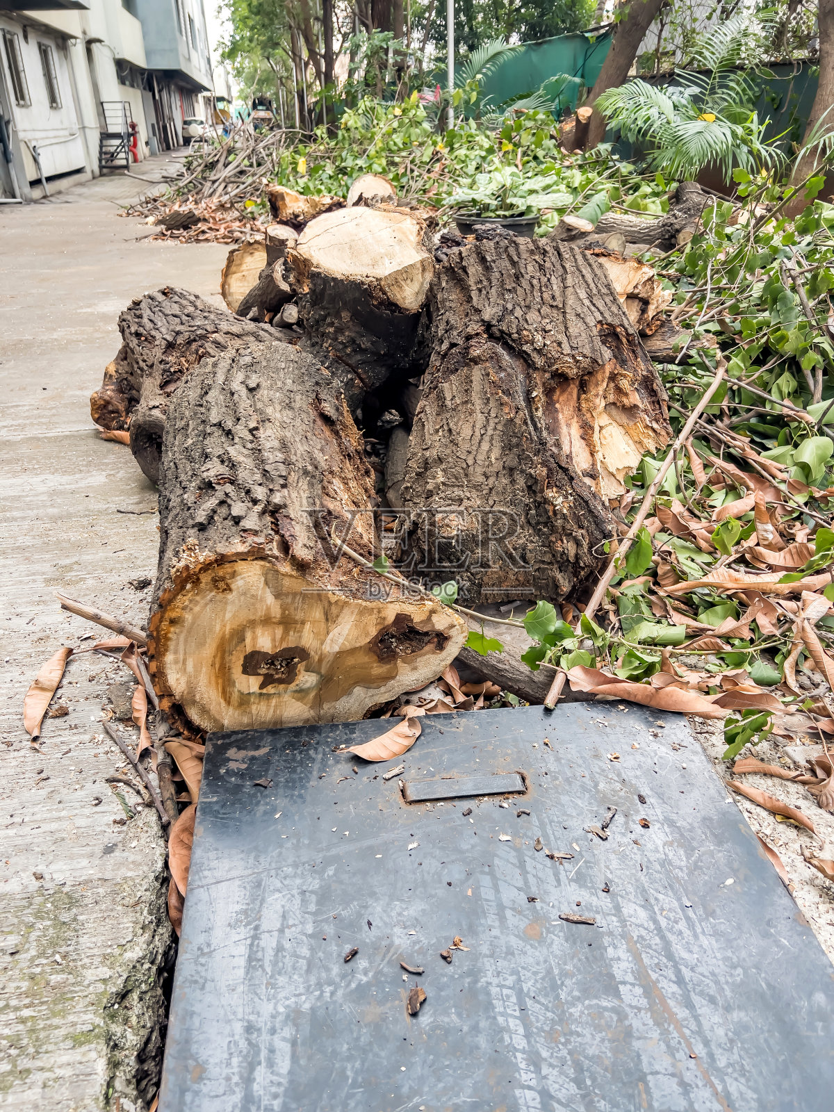 砍伐和修剪树木照片摄影图片