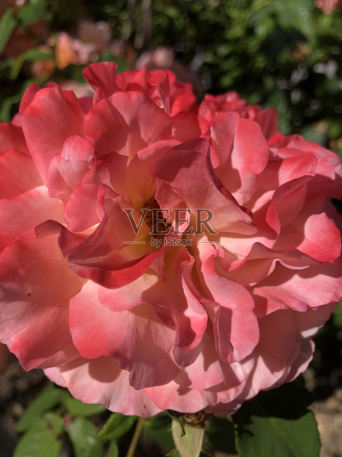 玫瑰的大花照片摄影图片