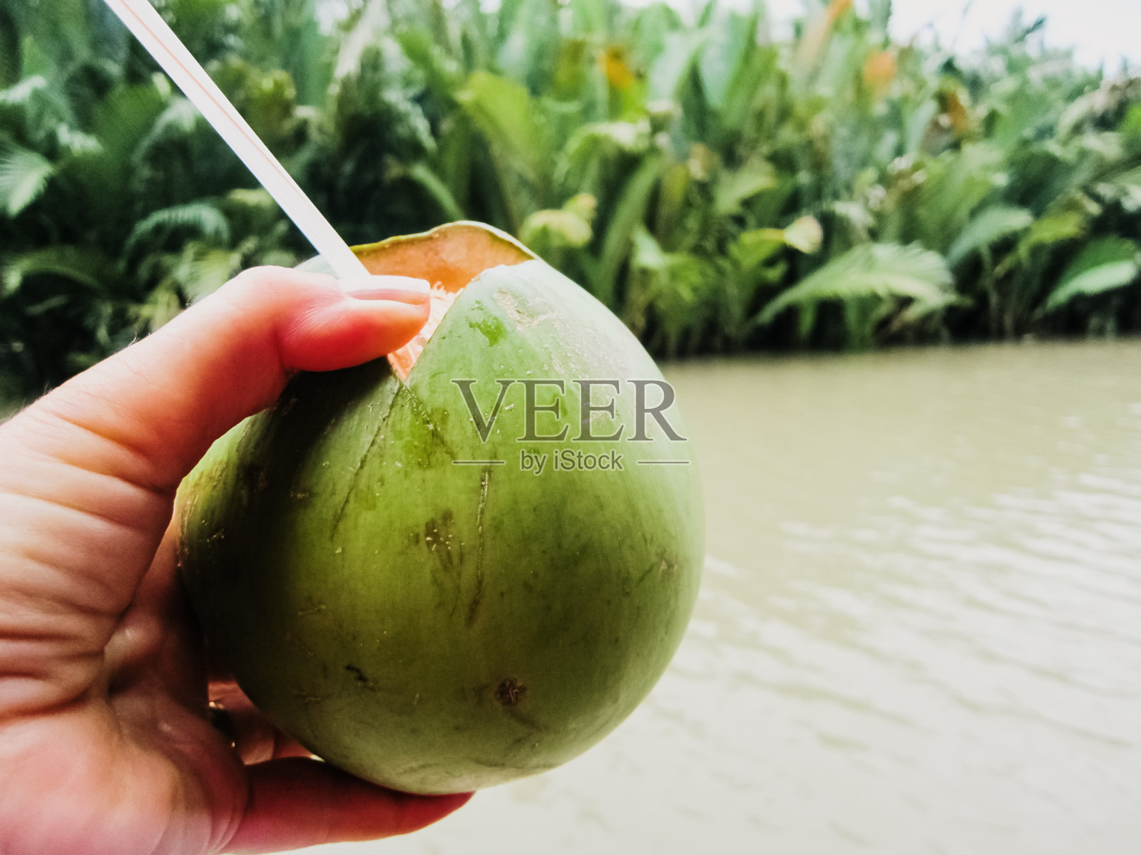 一名游客直接用吸管从刚采自亚洲的绿椰子上取椰汁。照片摄影图片