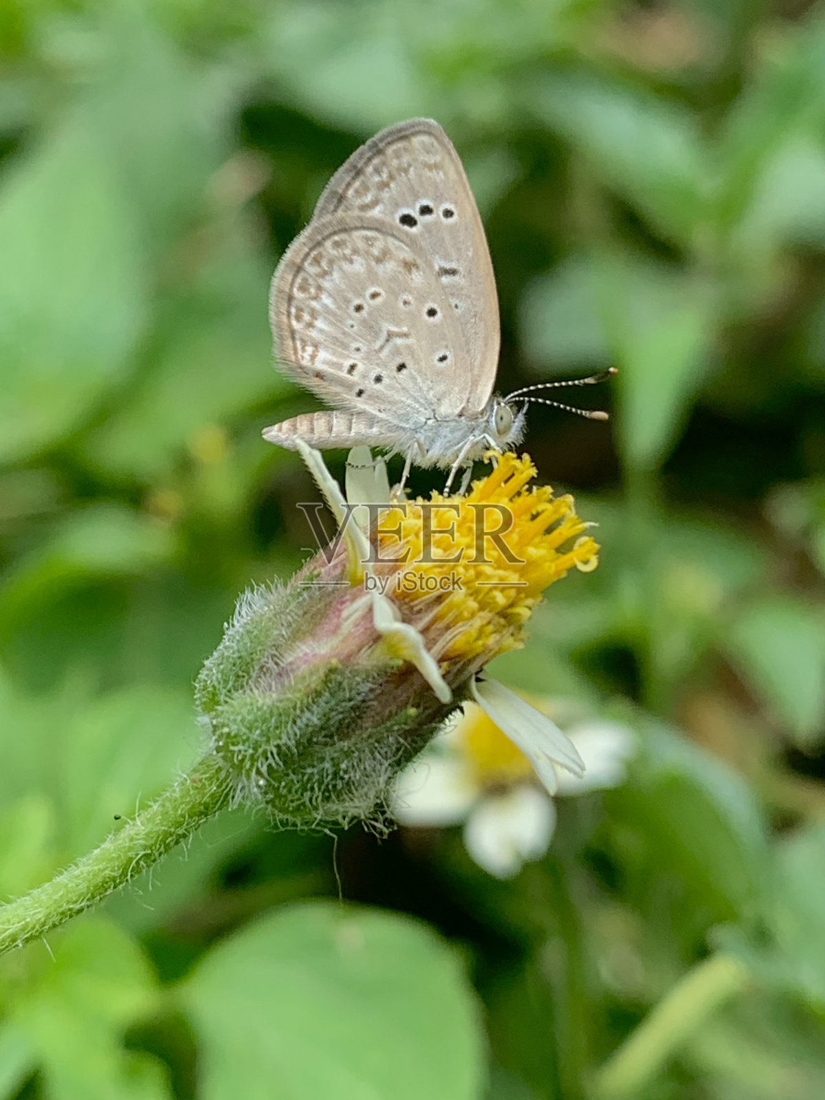 小蝴蝶照片摄影图片