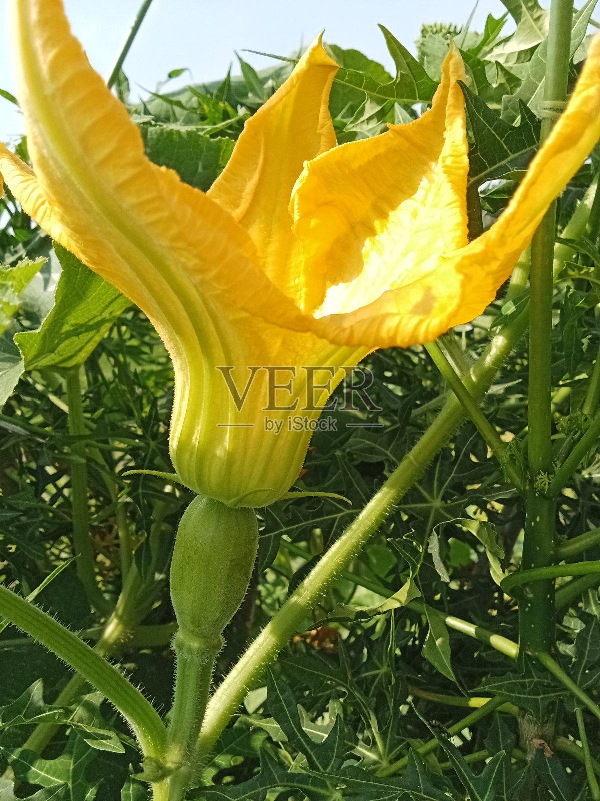 南瓜花照片摄影图片