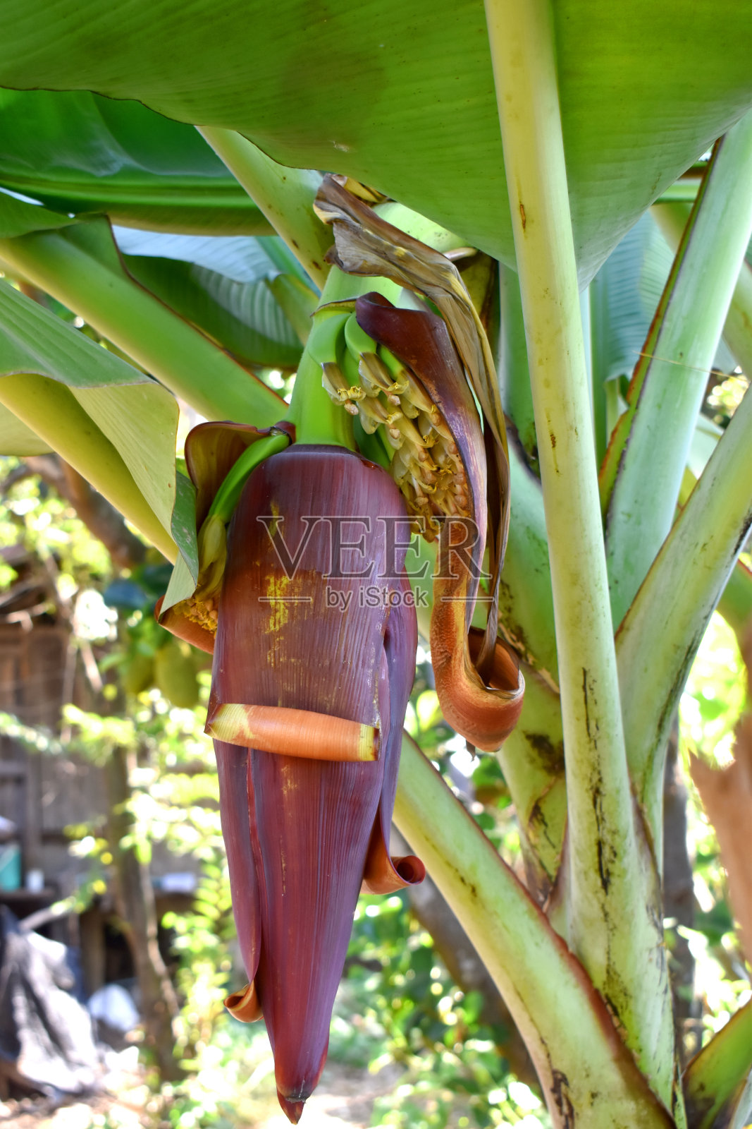 美丽的香蕉花挂在树上，在泰国农村的后花园。照片摄影图片