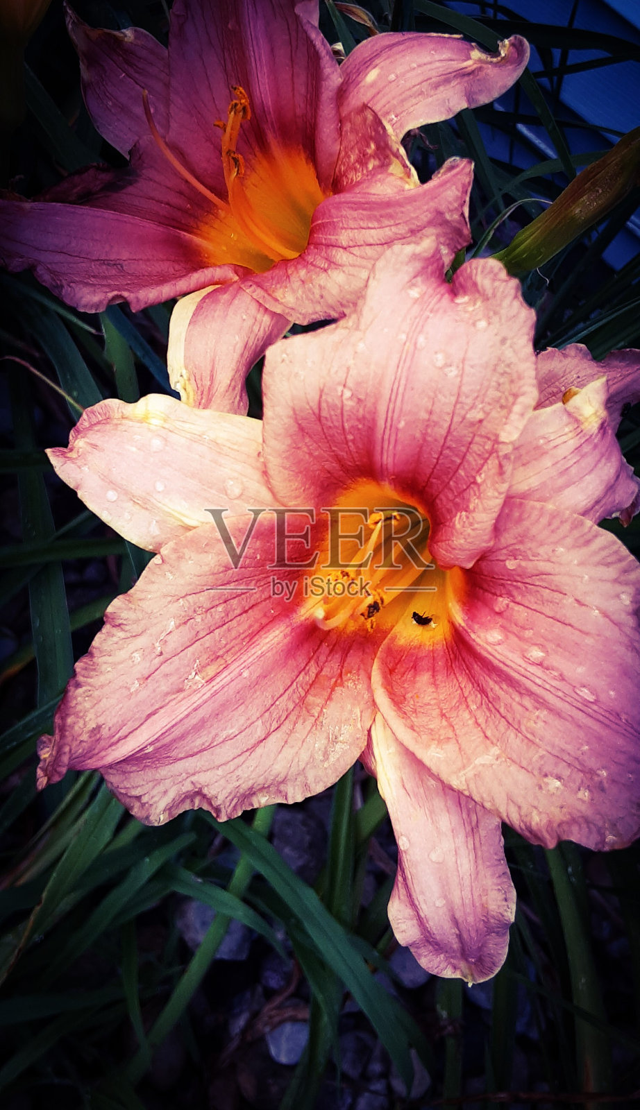 粉色的百合照片摄影图片