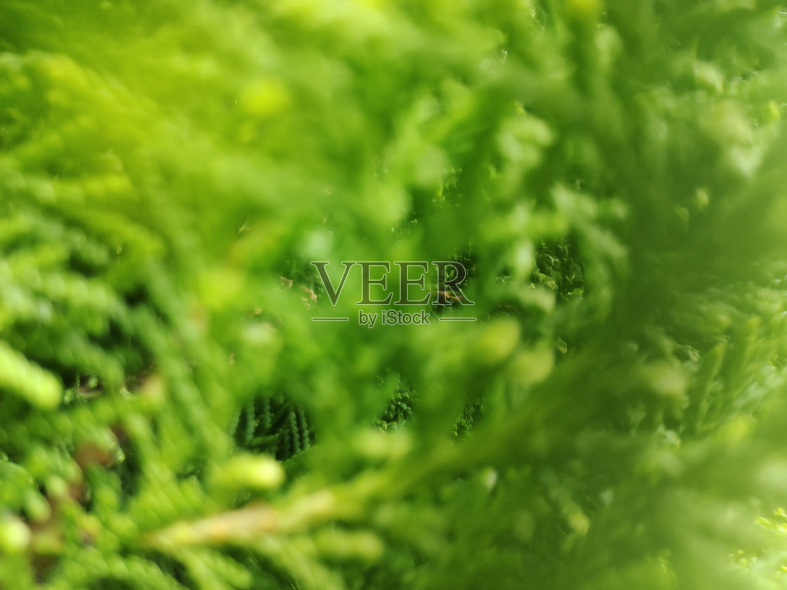 模糊的绿叶照片摄影图片