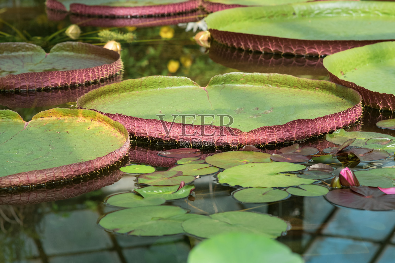 巨型睡莲的漂浮叶子照片摄影图片