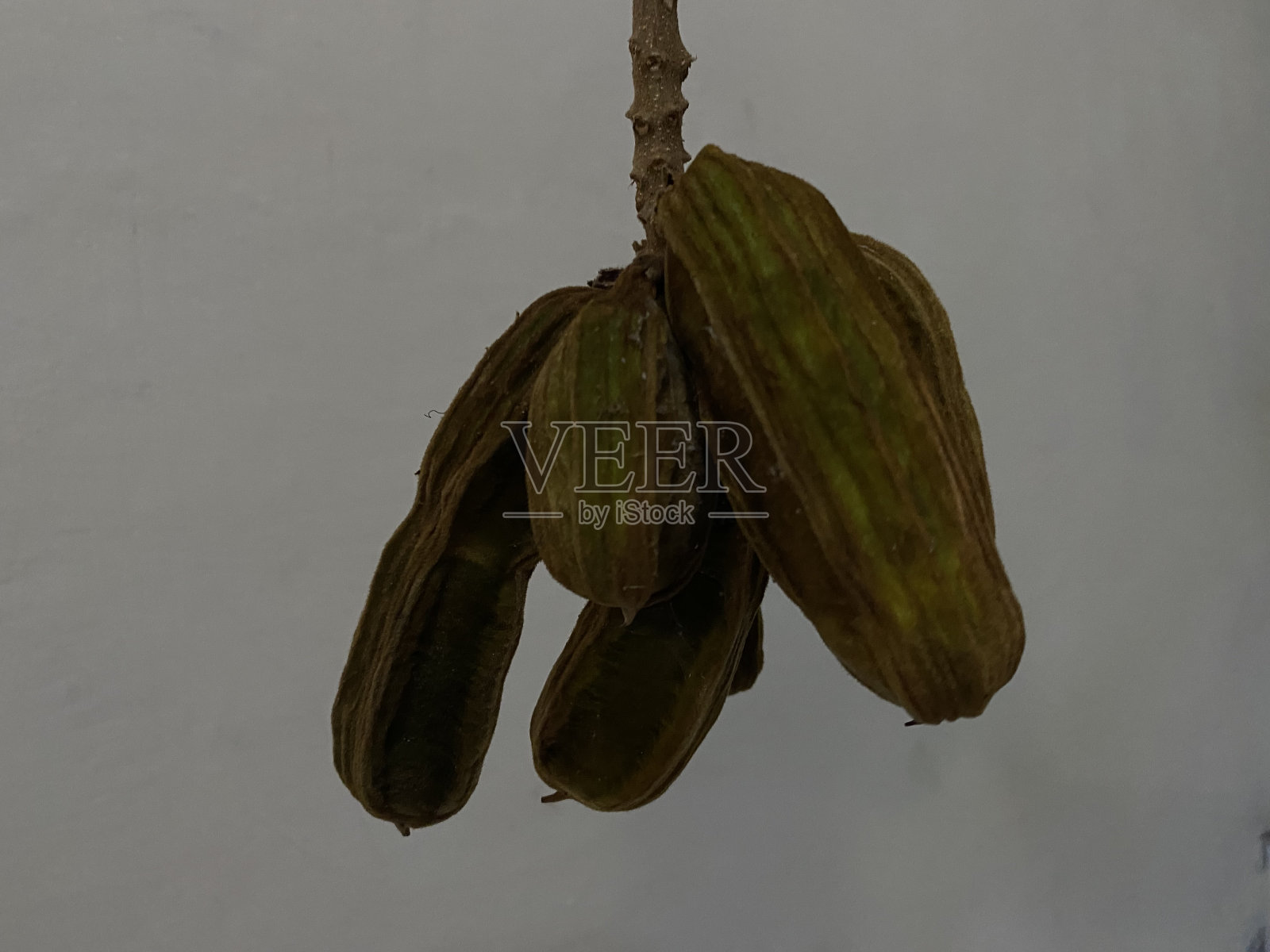 印加，被称为冰淇淋果、雪果、华奎尼基尔、瓜马或瓜巴，是一种原产于南美洲的水果。它属于豆科豆科的含羞草族照片摄影图片