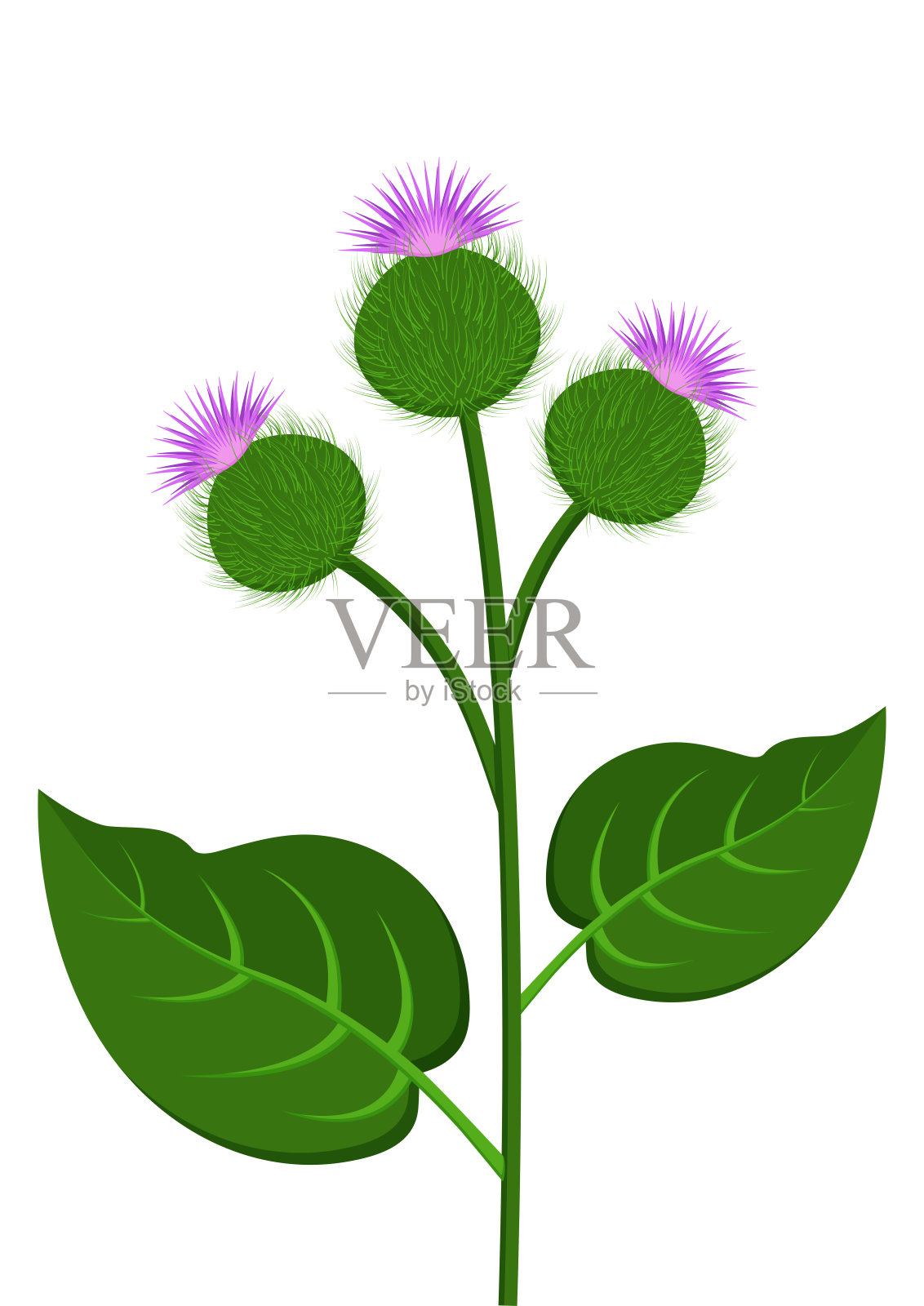 牛蒡分支植物矢量平面设计隔离在白色背景上插画图片素材