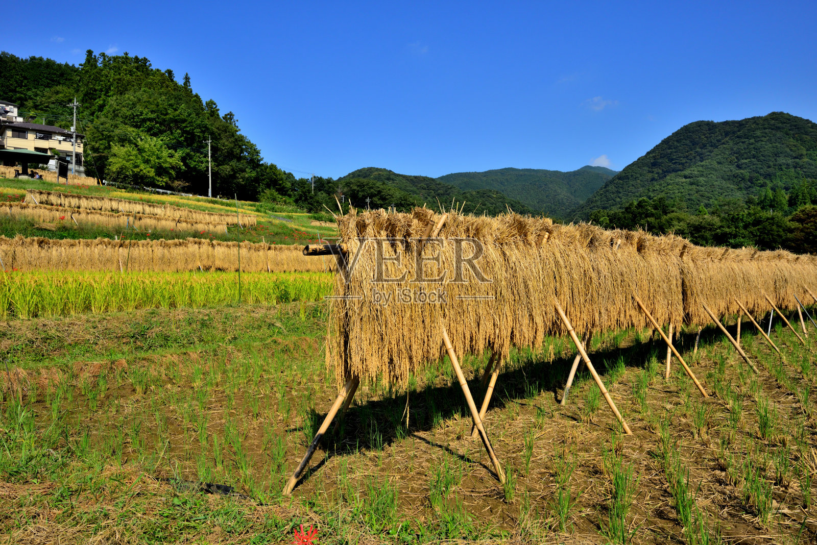 秋季的寺坂梯田，位于埼玉县秩父市照片摄影图片