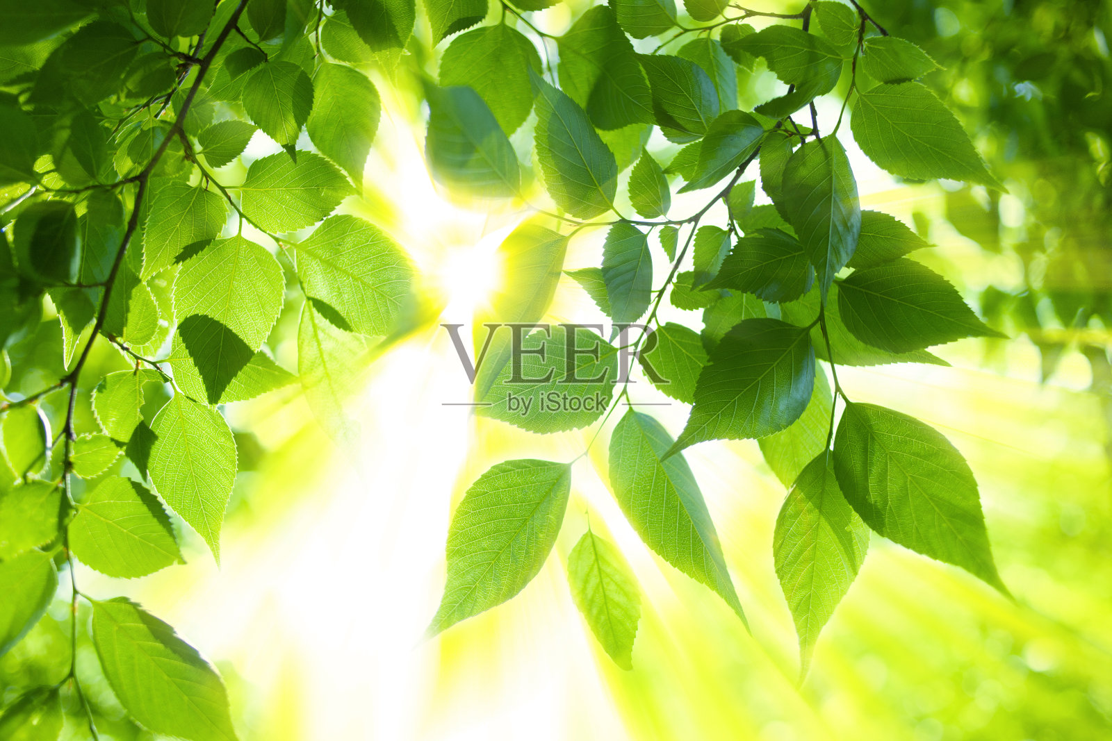 阳光林叶照片摄影图片