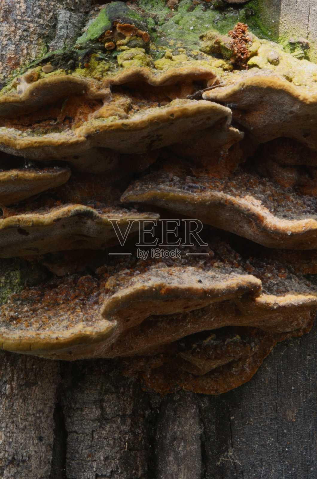 真菌王国照片摄影图片