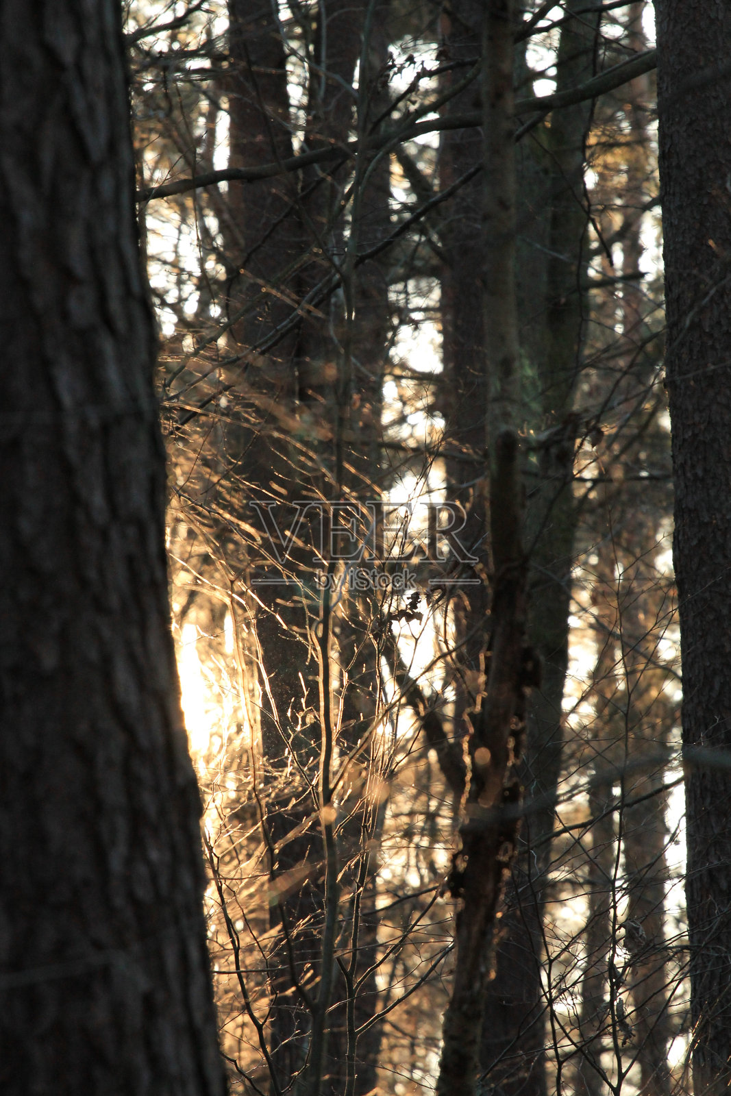 美丽的令人作呕的森林照片摄影图片