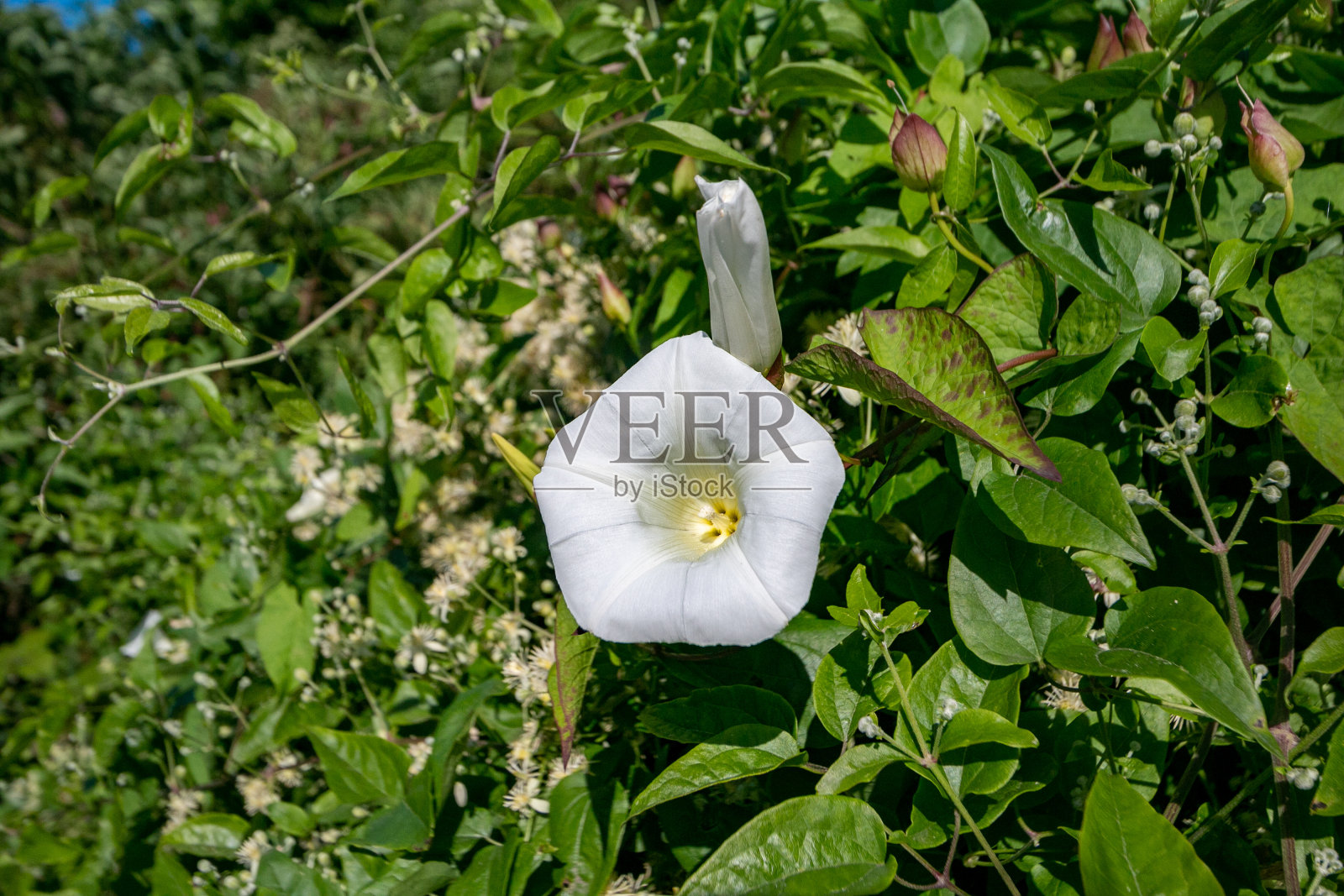 英国肯特郡罗彻斯特的银萼花照片摄影图片