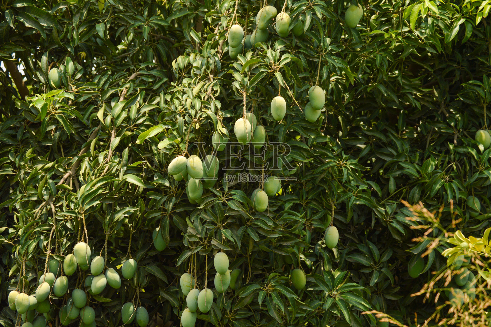 新鲜的青芒果在树上。挂着青芒果。一堆芒果。芒果树。生芒果挂在树上与树叶背景在夏季水果照片摄影图片