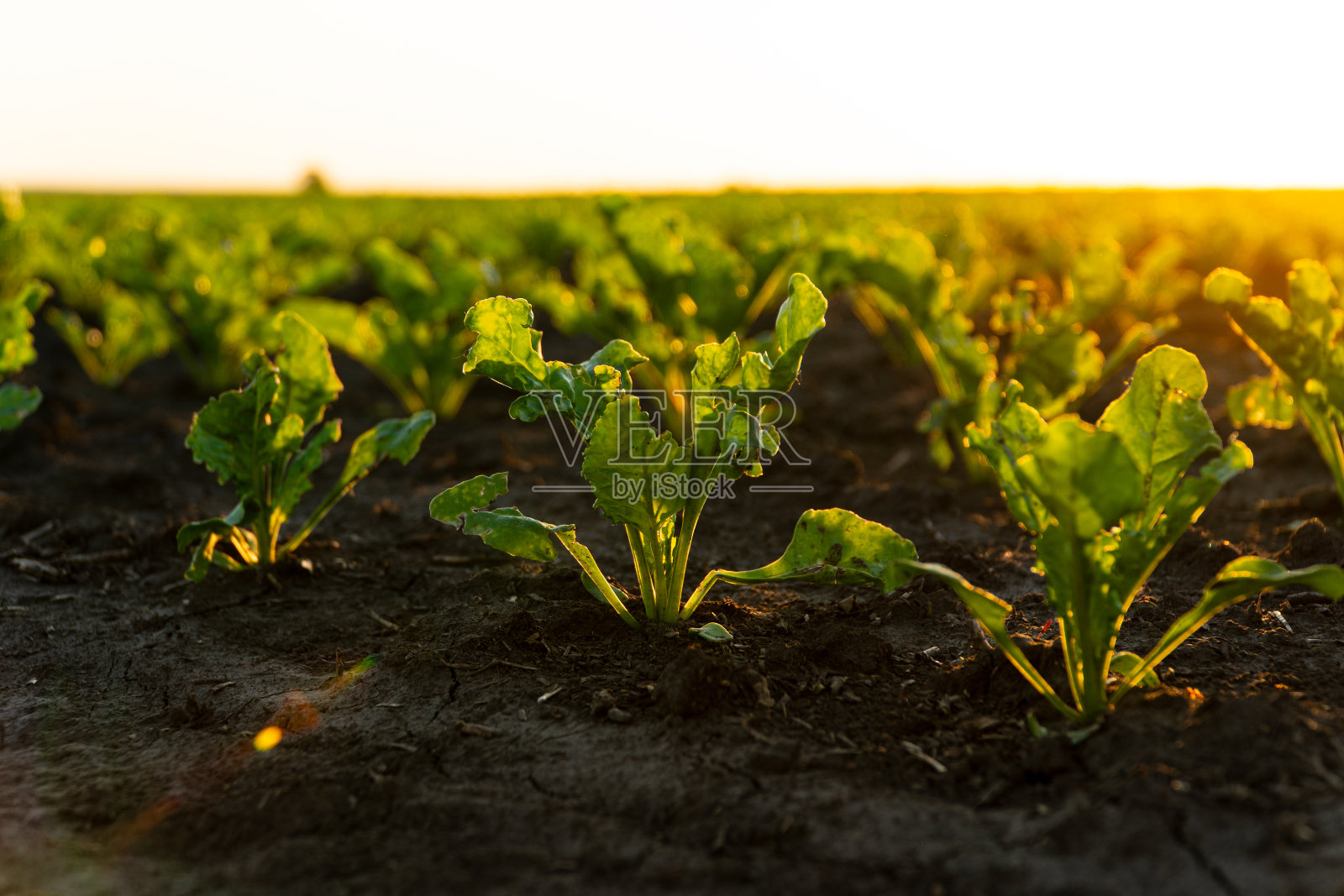 绿甜菜芽生长在黑土地里。夕阳下的甜菜田照片摄影图片