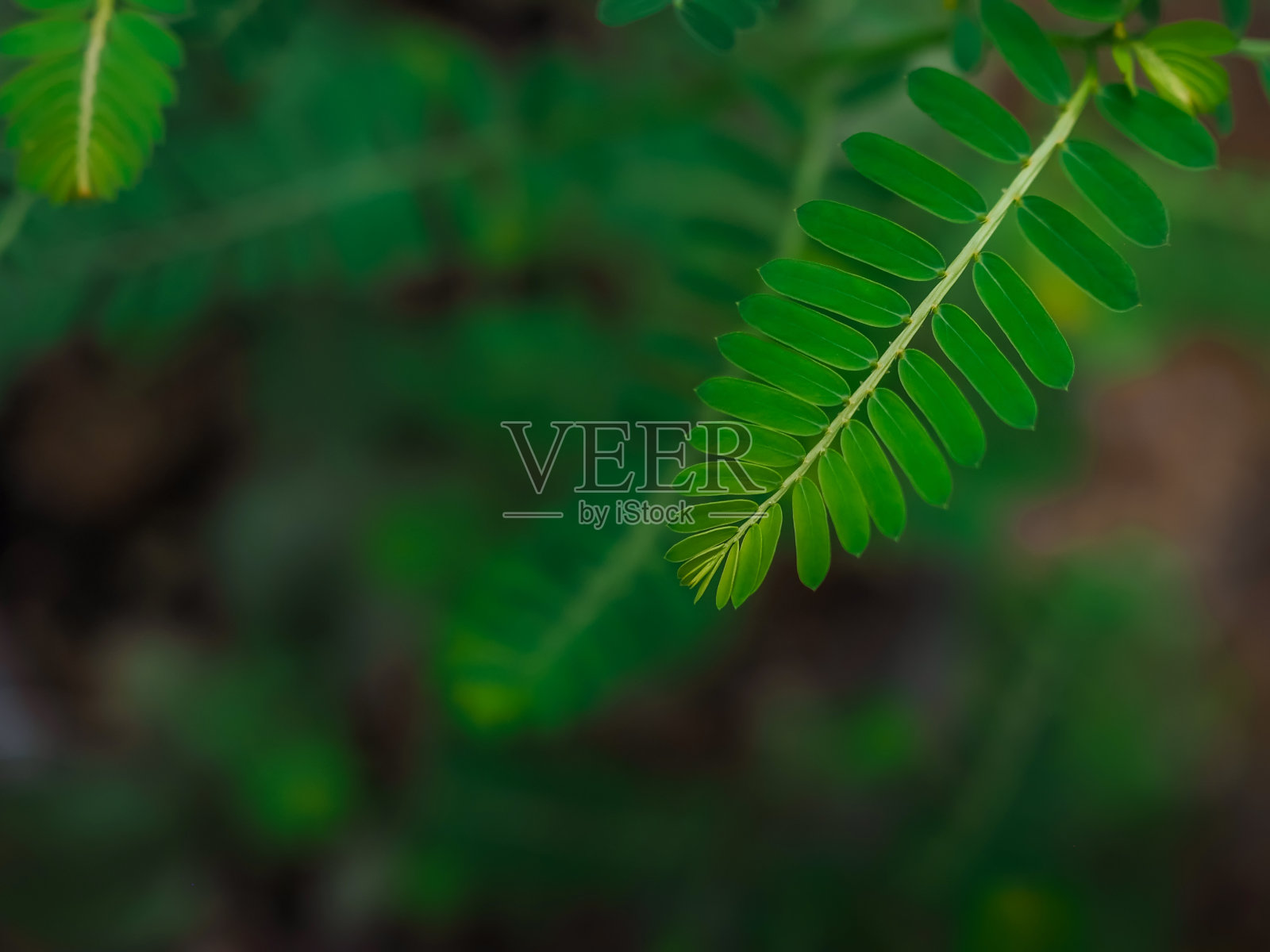 靠近花园中的绿叶作为自然背景。世界环境日概念。照片摄影图片