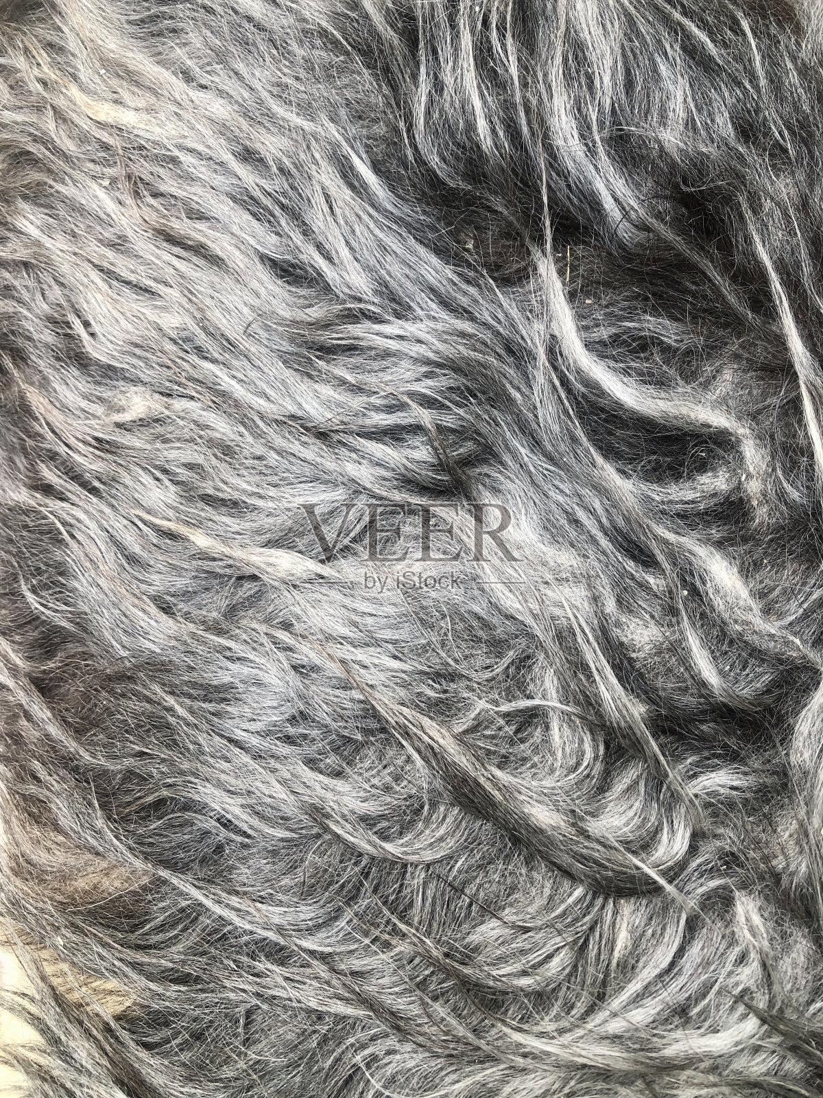 毛皮动物的毛皮照片摄影图片