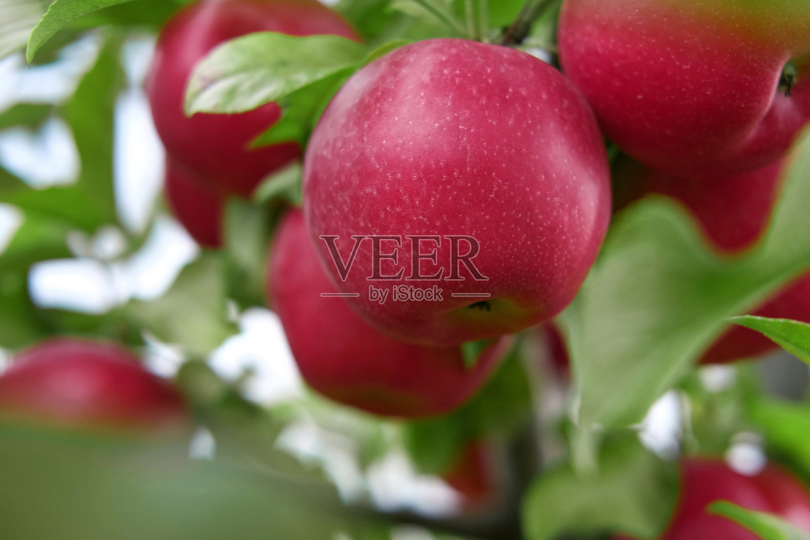 收获前苹果园里成熟的苹果。秋收的果园里，又大又红又好吃的苹果挂在树枝上。一篮子苹果。秋天的阴天，柔和的影子。照片摄影图片