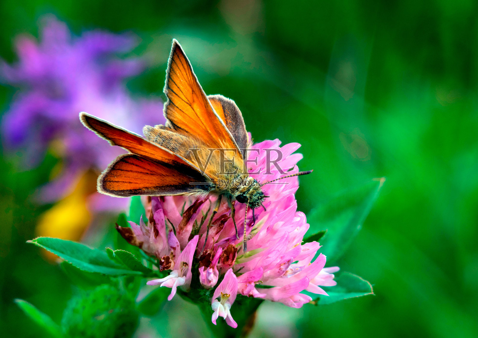 蝴蝶特写照片摄影图片