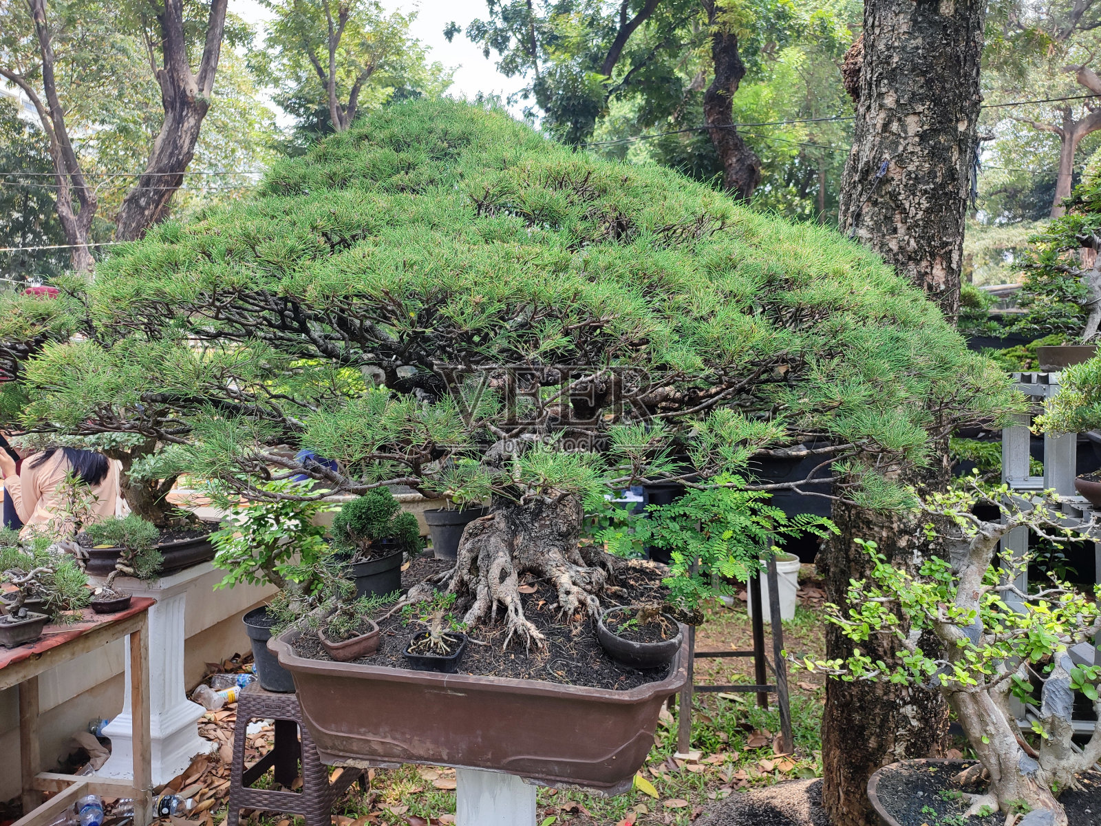 盆景或侏儒照片摄影图片