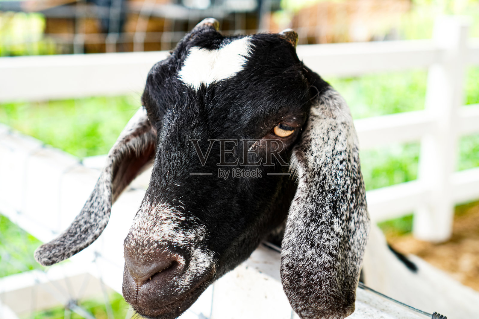 在山羊农场，一头长着黑色皮毛和白色条纹的小山羊正在等待游客的喂食。照片摄影图片