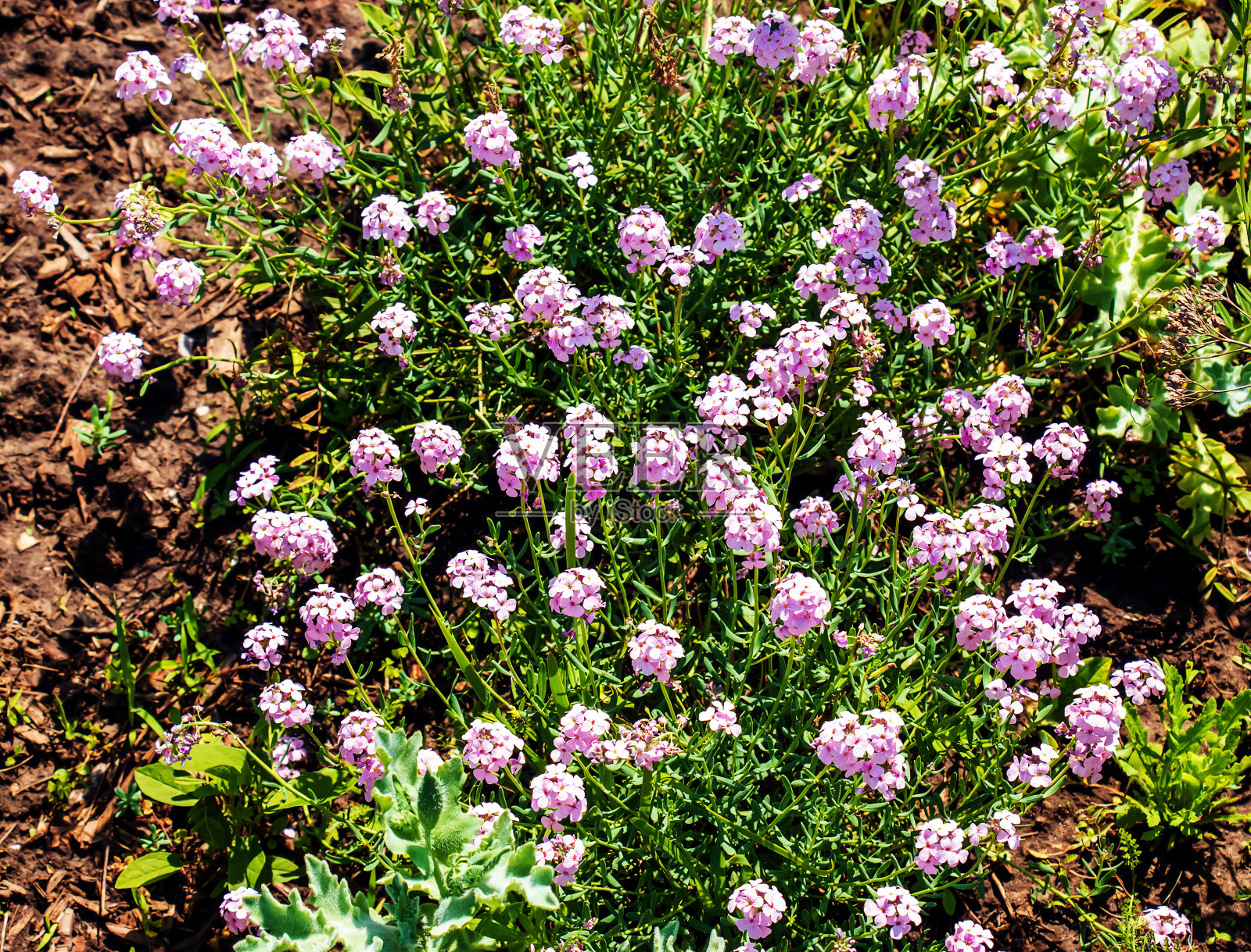 波斯连衣裙或波斯花在花园里盛开的大桔梗。照片摄影图片