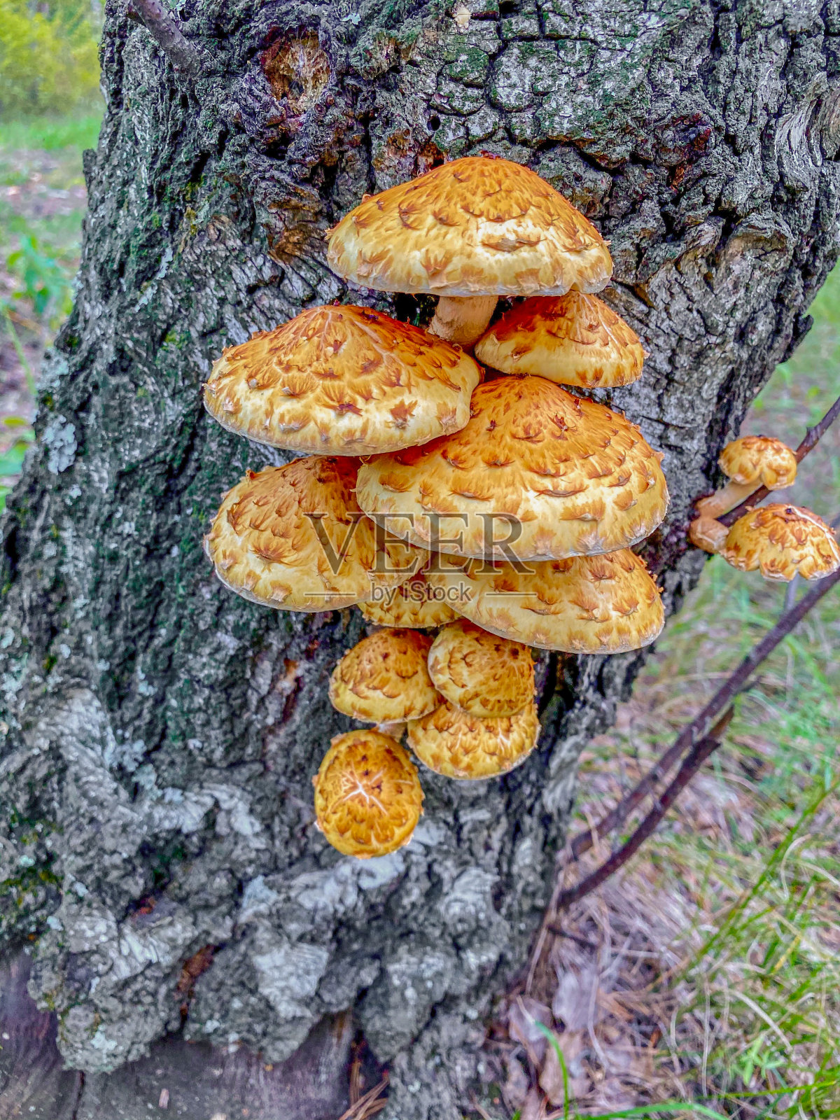 秋天森林里树上的毒蕈。照片摄影图片