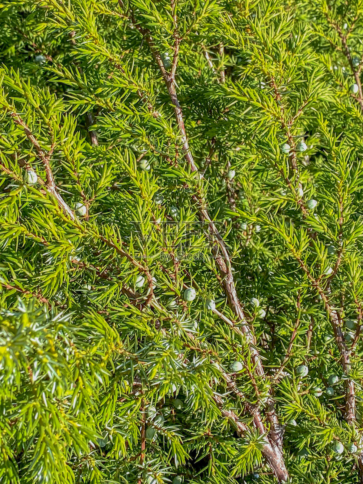 有绿叶的杜松枝。Juniperus普通的。照片摄影图片