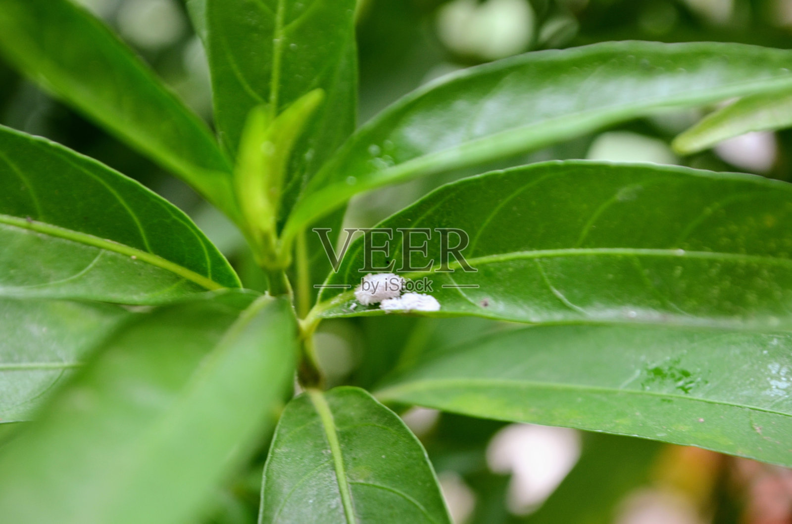 柑橘Planococcus citri，俗称柑橘粉虫，是一种原产于亚洲的粉虫。它攻击范围广泛的农作物，观赏植物和野生植物。全身覆盖着白蜡。照片摄影图片