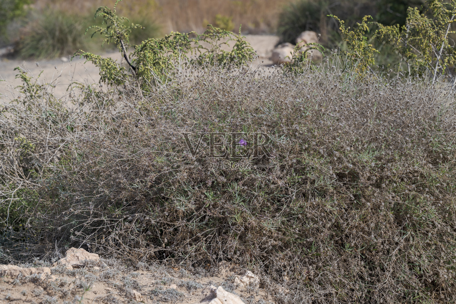 粗糙的星蓟，半人马座照片摄影图片