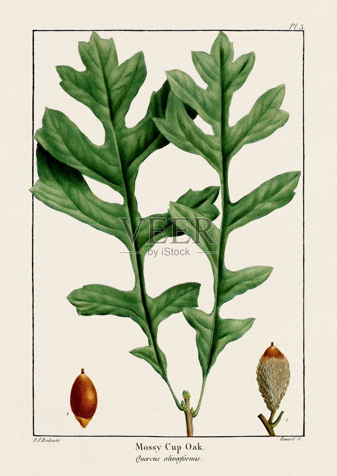 橡树叶和橡子。青苔杯橡树。复古植物插图。Ca 1820插画图片素材