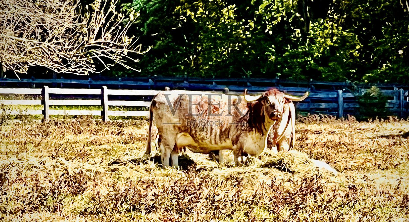 德州之骄，长角阉牛照片摄影图片