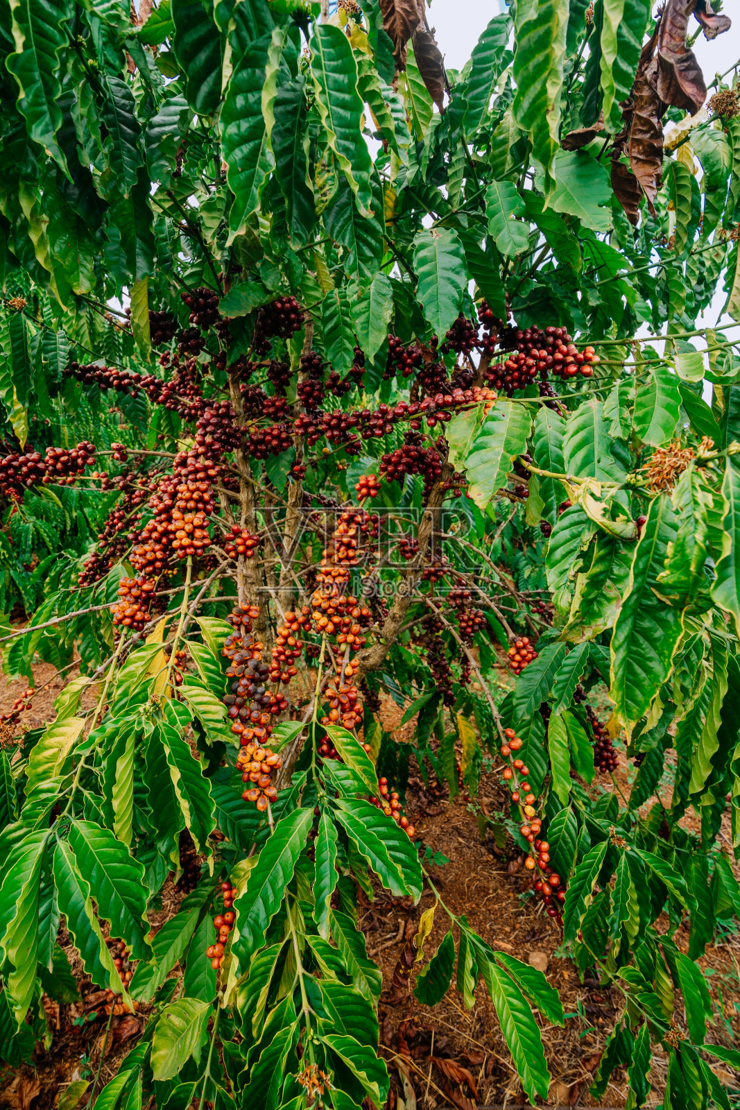 罗布斯塔咖啡树在越南林东，咖啡树满载成熟的果实，成熟的红色咖啡树果实在树枝上，咖啡准备收获照片摄影图片