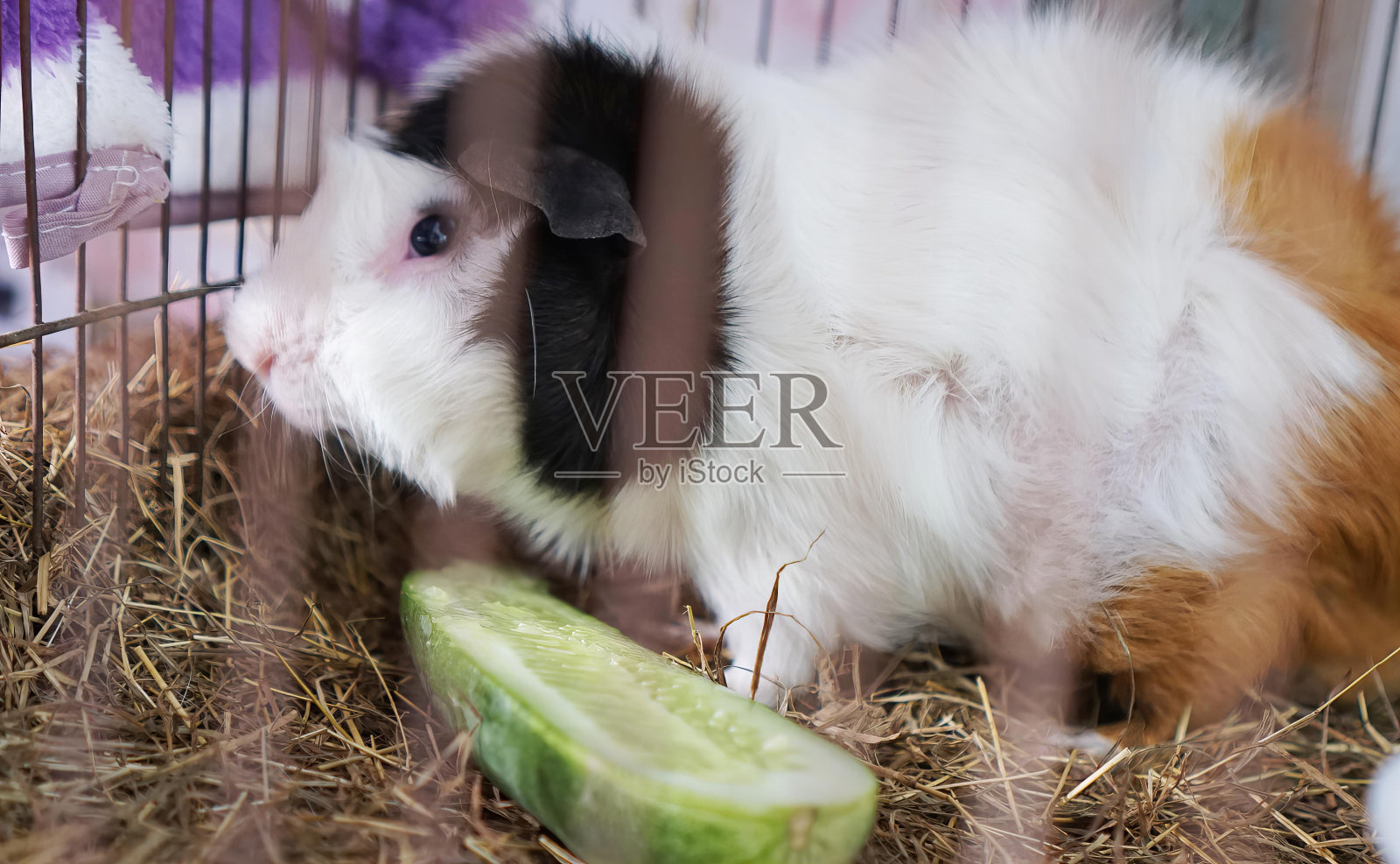 一只黑白相间的豚鼠关在笼子里…照片摄影图片