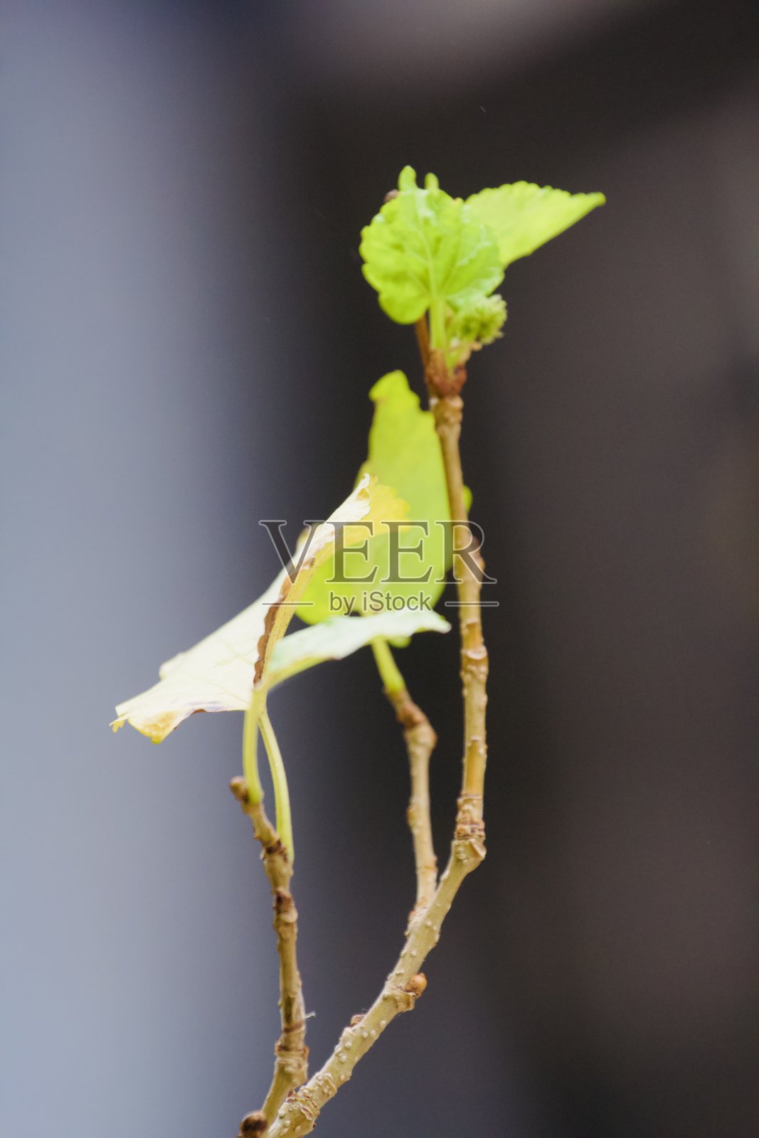 植物照片摄影图片