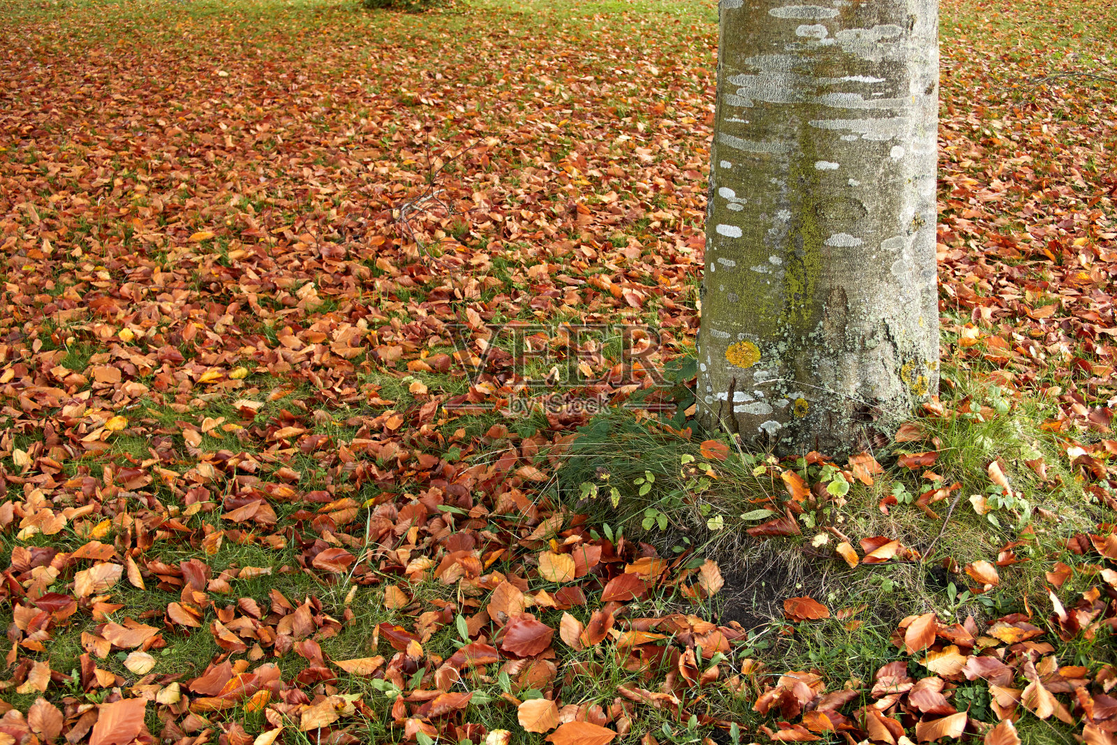 美丽的秋天照片摄影图片