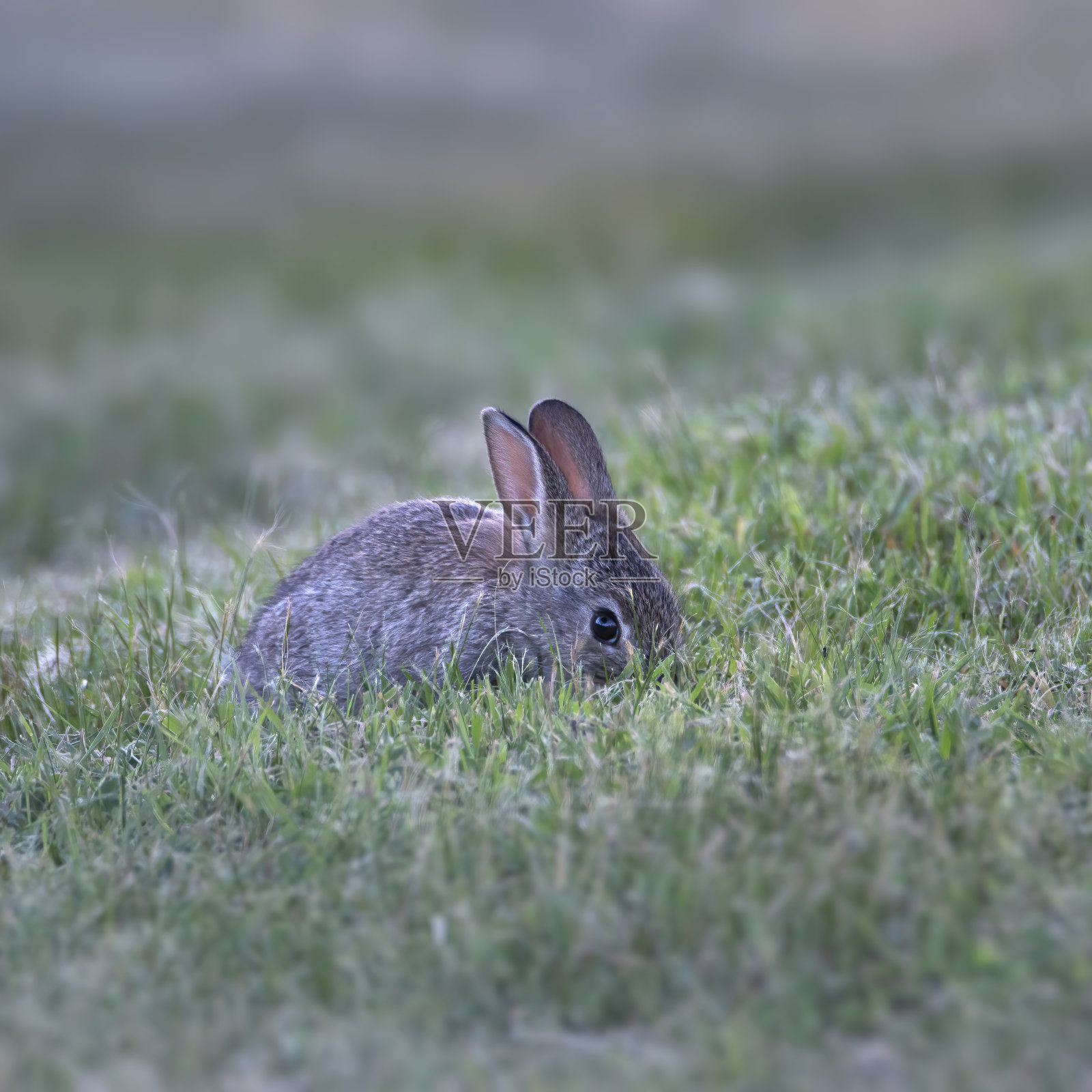 野棉尾兔照片摄影图片