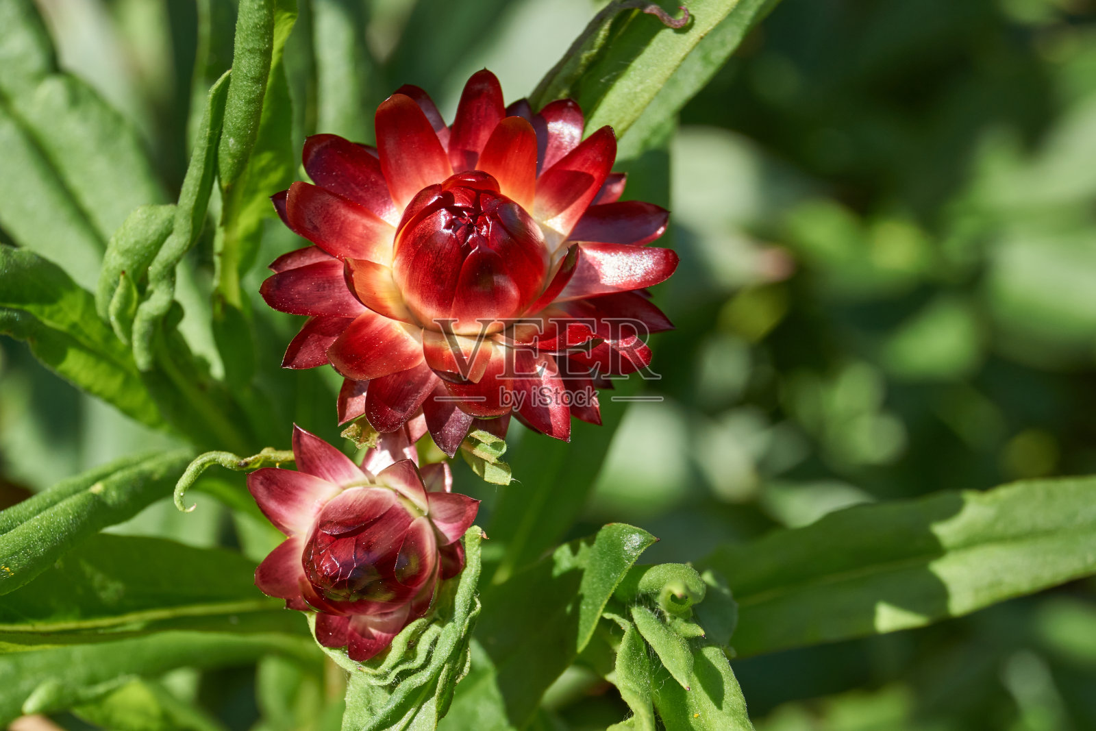 花园里盛开着蜡菊(拉丁语蜡菊)，是菊科(菊科)的一个大属。照片摄影图片