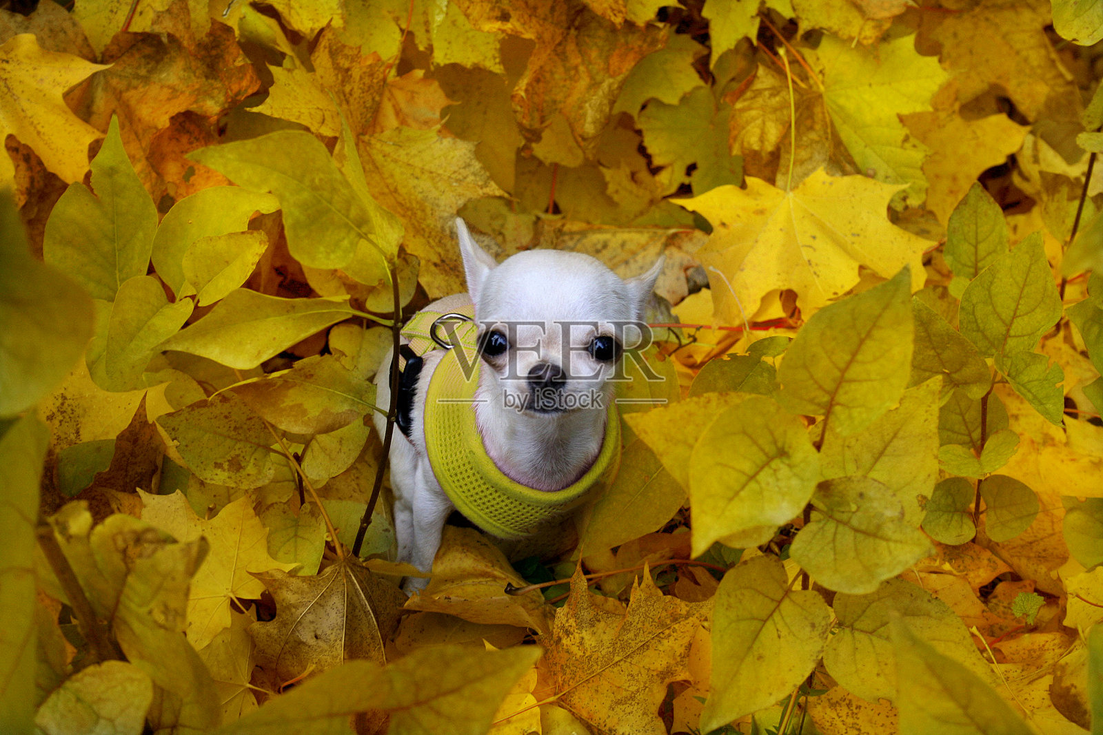 曲奇小吉娃娃坐在许多秋天的树叶照片摄影图片