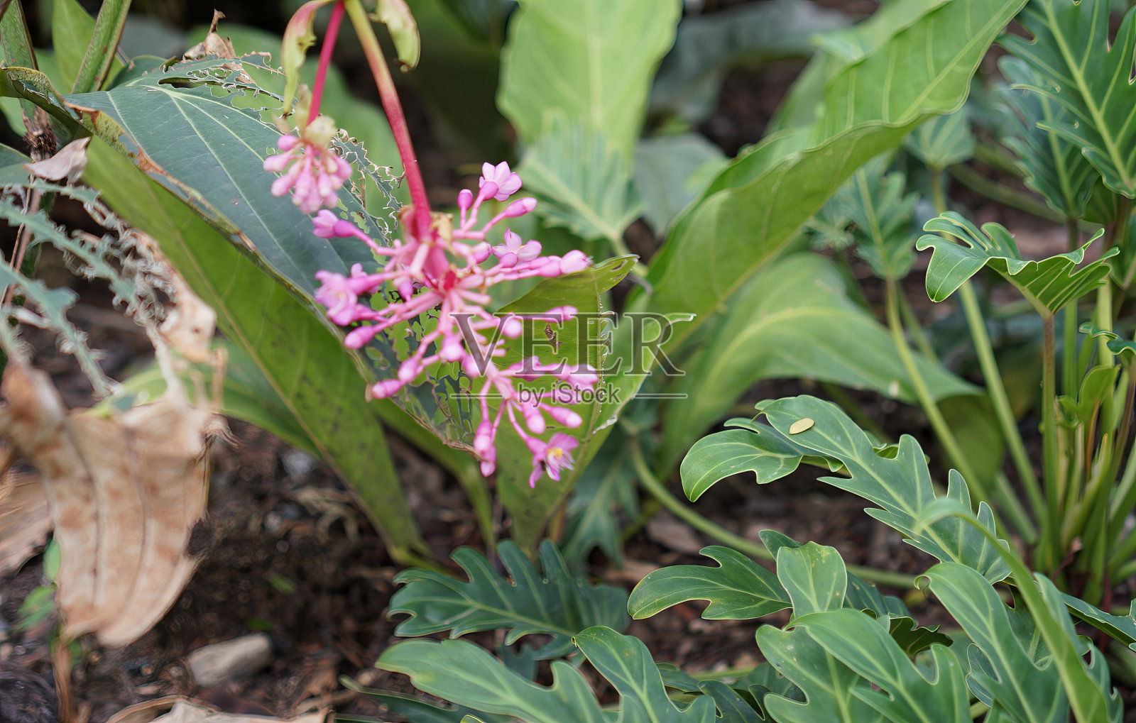 花的特写。照片摄影图片