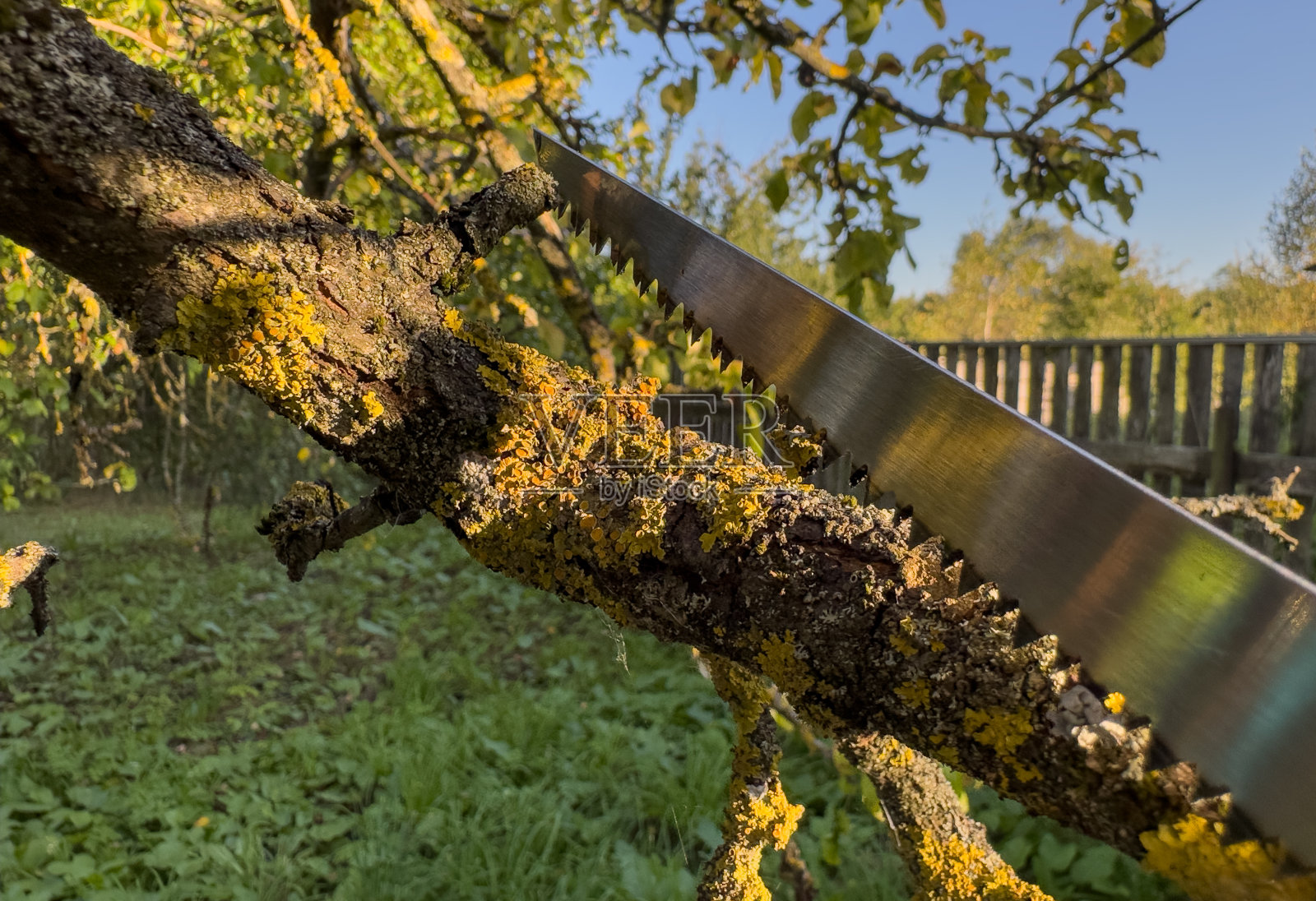 看到分支。切树枝用支锯。用花园锯在苹果树上剪树枝。照片摄影图片