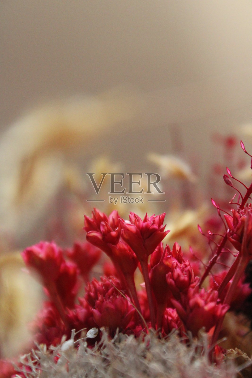 花束与各种类型的干花照片摄影图片