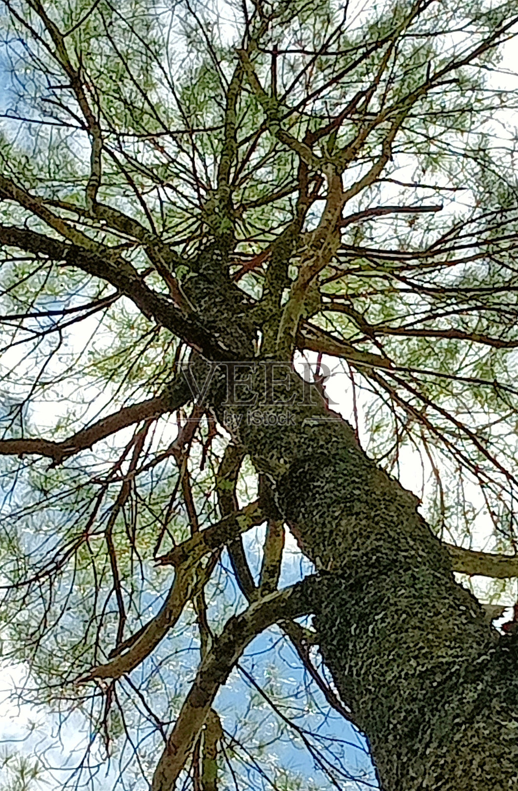 褐色的松树。照片摄影图片