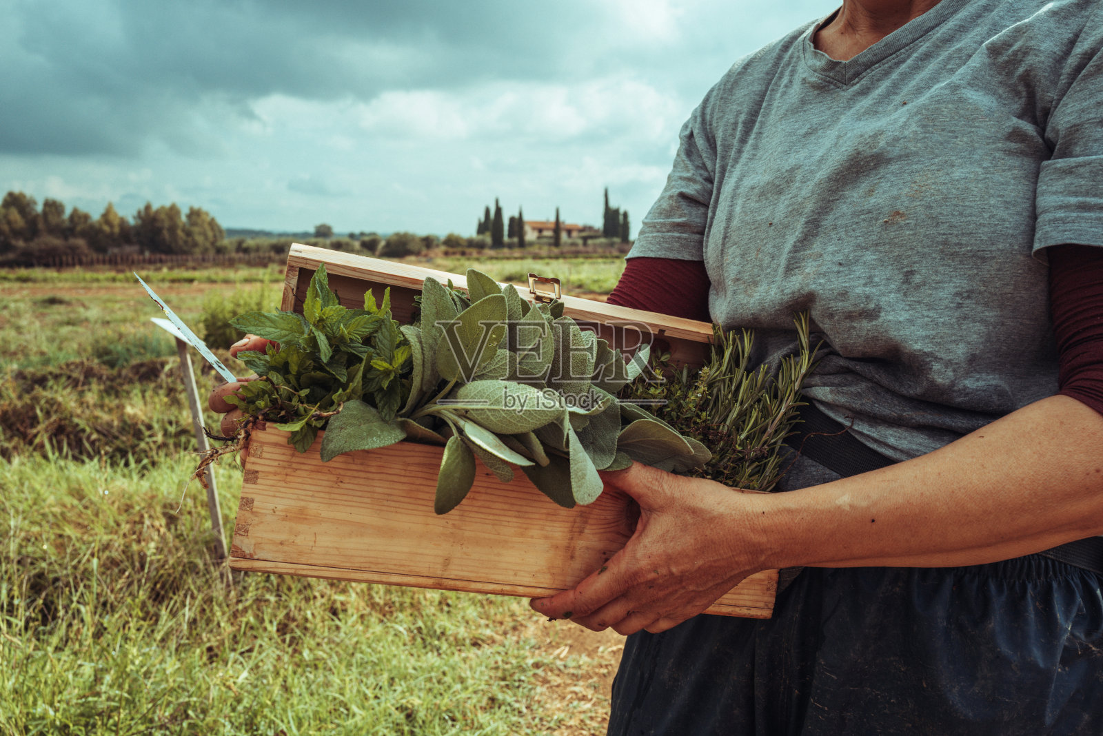收获菜园草药:农业活动照片摄影图片