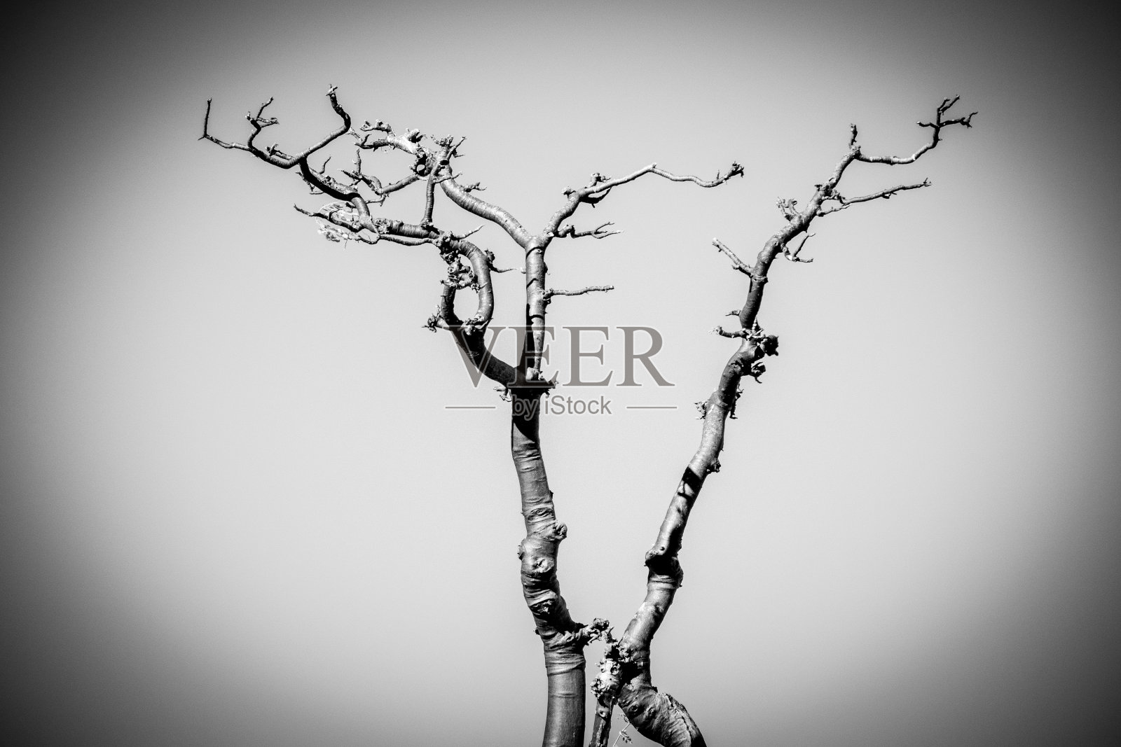 在纳米比亚库内地区的埃托沙国家公园，童话森林中的辣木卵形叶照片摄影图片