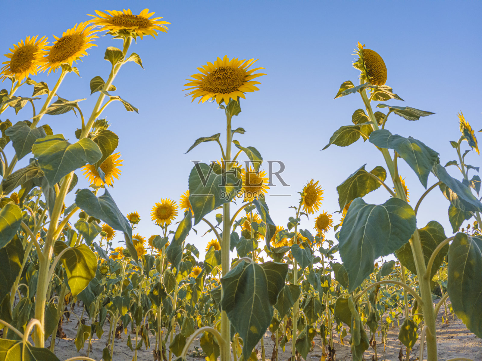 向日葵田照片摄影图片