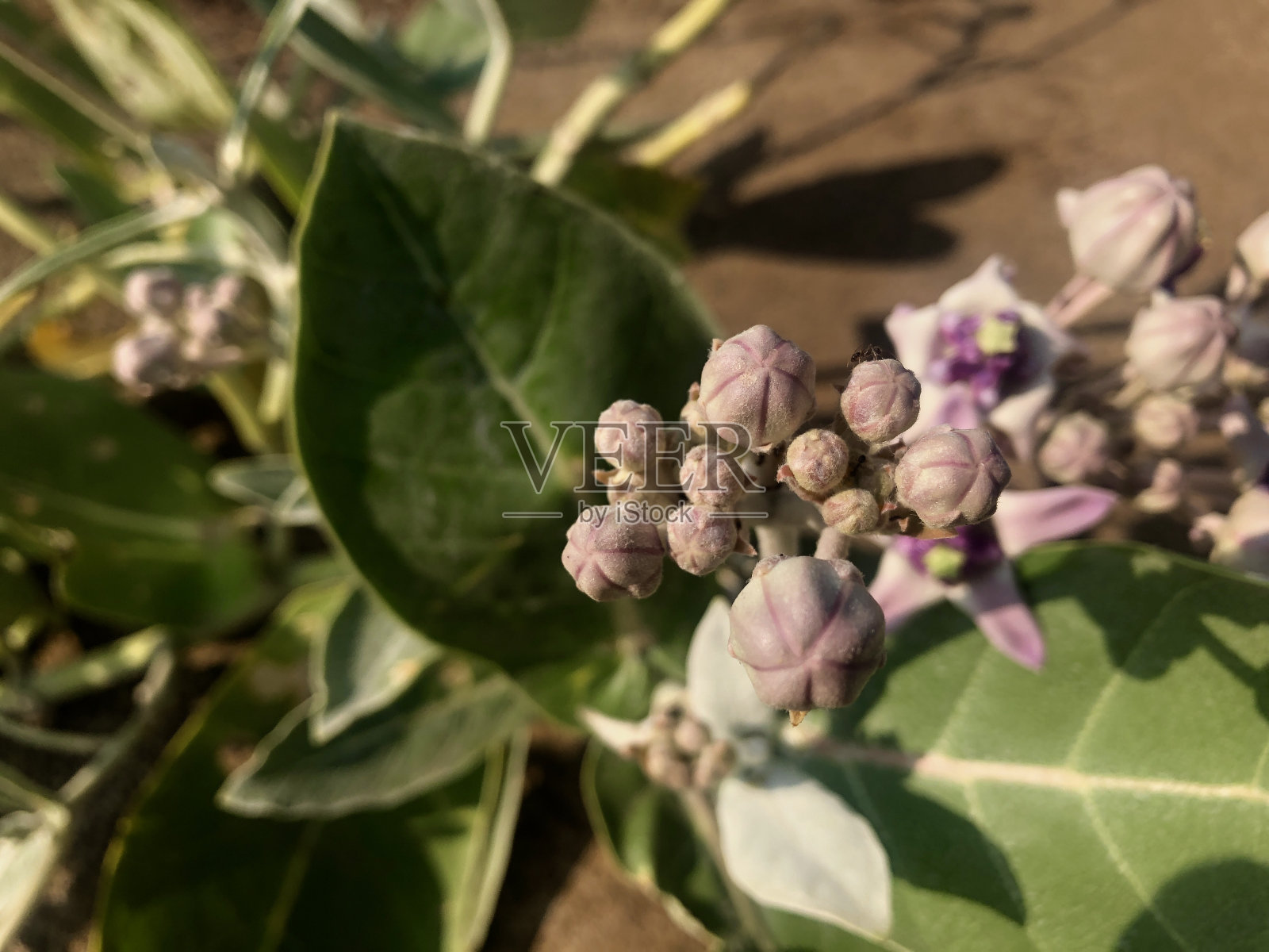 比杜里(Calotropis gigantea)白冠照片摄影图片