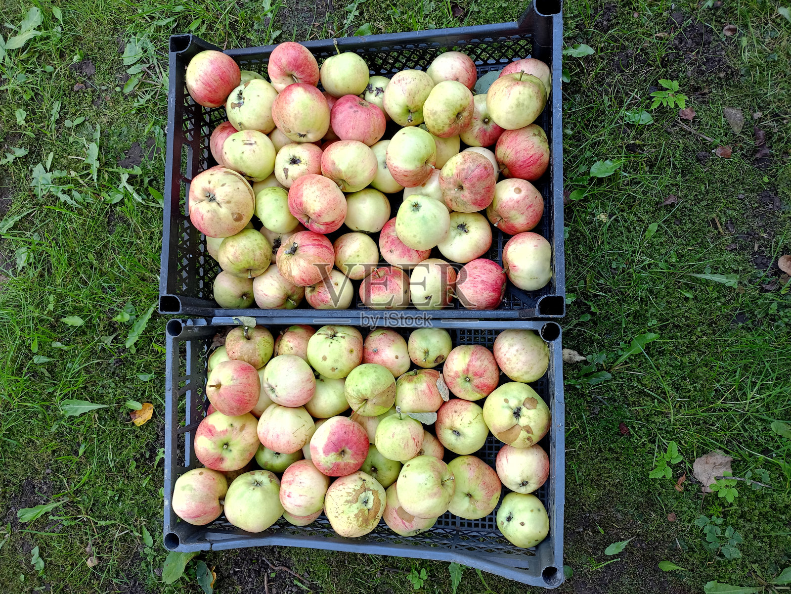花园里草地上的塑料盒子里放着熟苹果照片摄影图片
