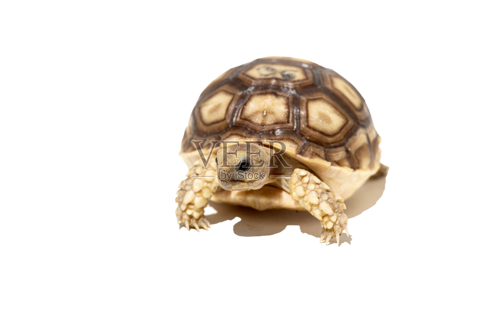 年轻的非洲刺龟，或Sulcata龟(Centrochelys Sulcata)，孤立在白色背景上照片摄影图片