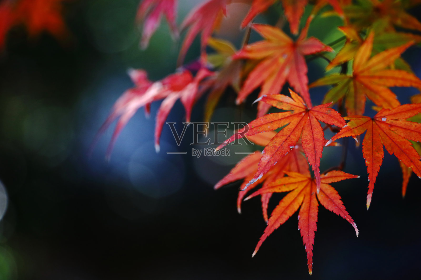 枫叶在秋天变红的特写照片照片摄影图片